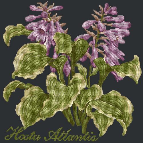Hosta Atlantis Needlepoint Kit Elizabeth Bradley Design Black