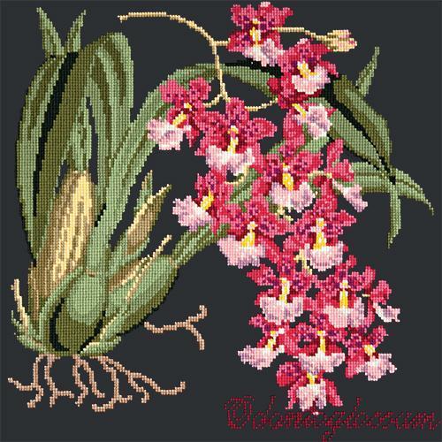 Odontoglossum (Tiger Orchid) Needlepoint Kit Elizabeth Bradley Design Black