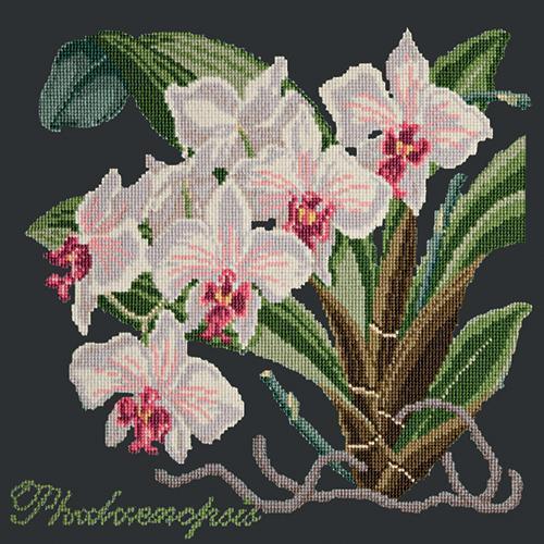 Phalaenopsis (Moth Orchid) Needlepoint Kit Elizabeth Bradley Design Black