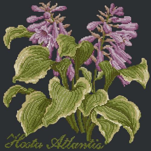 Hosta Atlantis Needlepoint Kit Elizabeth Bradley Design Black 