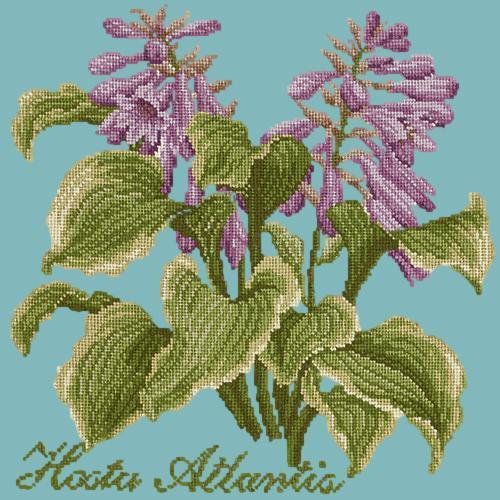 Hosta Atlantis Needlepoint Kit Elizabeth Bradley Design Duck Egg Blue 