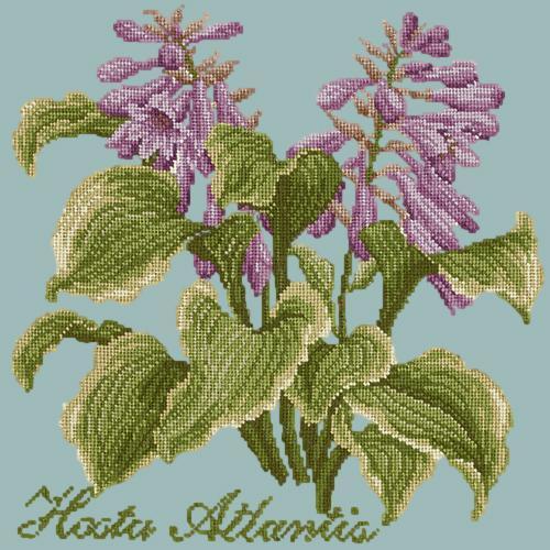 Hosta Atlantis Needlepoint Kit Elizabeth Bradley Design Pale Blue 