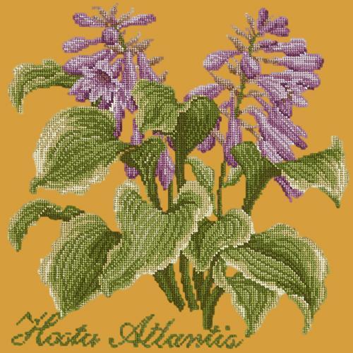 Hosta Atlantis Needlepoint Kit Elizabeth Bradley Design Yellow 