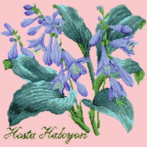 Hosta Halcyon Needlepoint Kit Elizabeth Bradley Design Pale Rose 