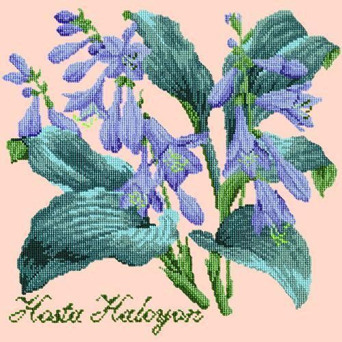 Hosta Halcyon Needlepoint Kit Elizabeth Bradley Design Salmon Pink 