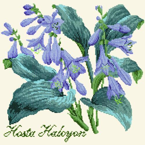 Hosta Halcyon Needlepoint Kit Elizabeth Bradley Design Winter White 