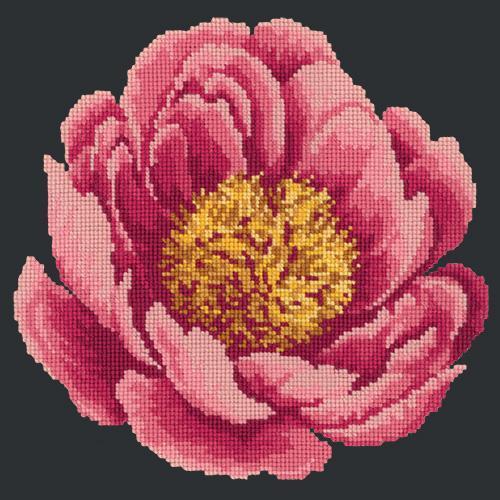 Peony Needlepoint Kit Elizabeth Bradley Design Black 